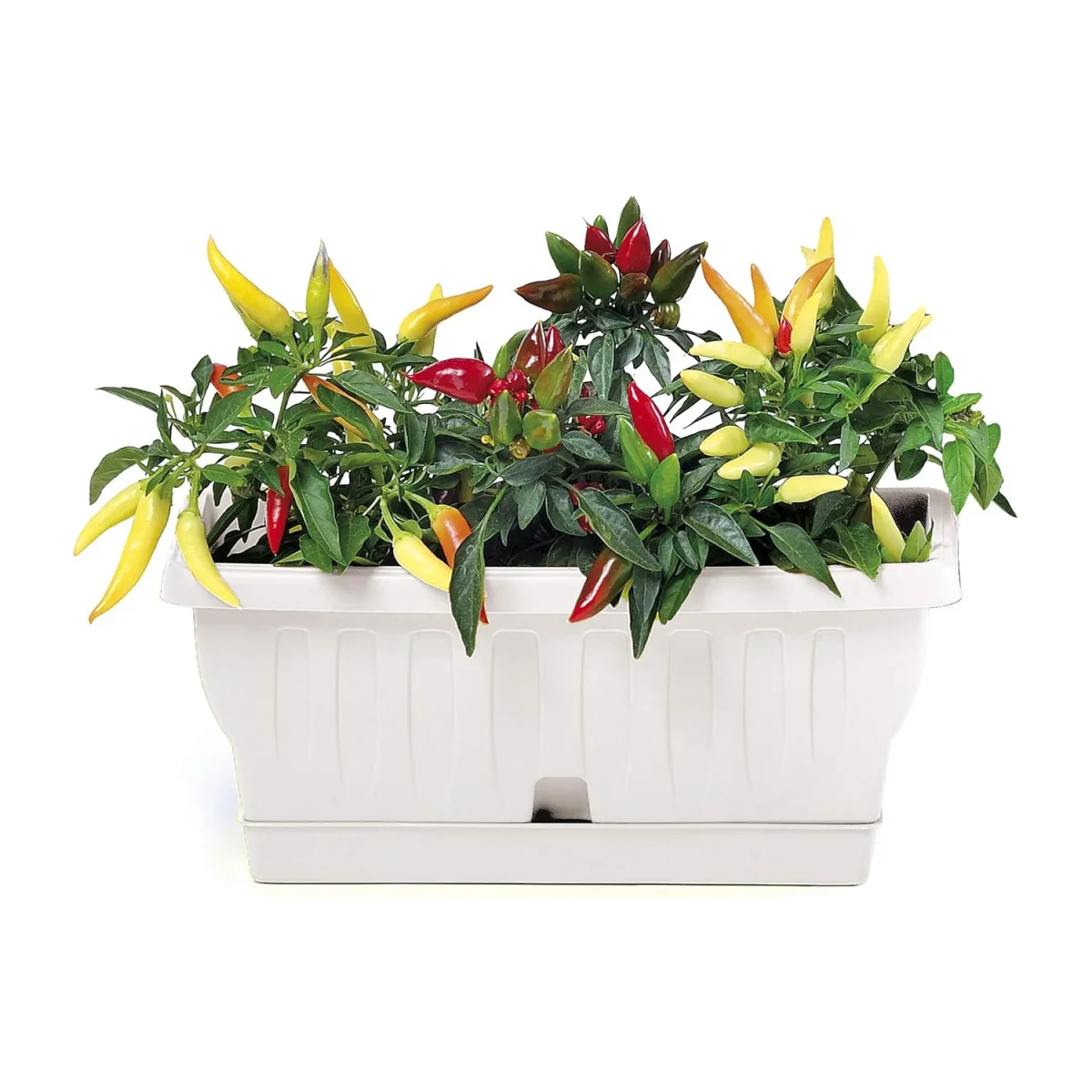 Fioriera natura rettangolare 80 cm con sottovaso - immagine 5